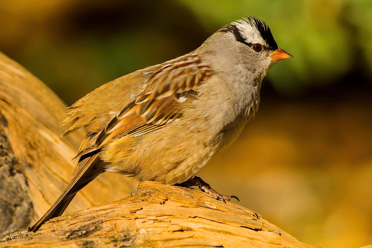 Sparrows, Titmice, Finches - Texas Photo Man